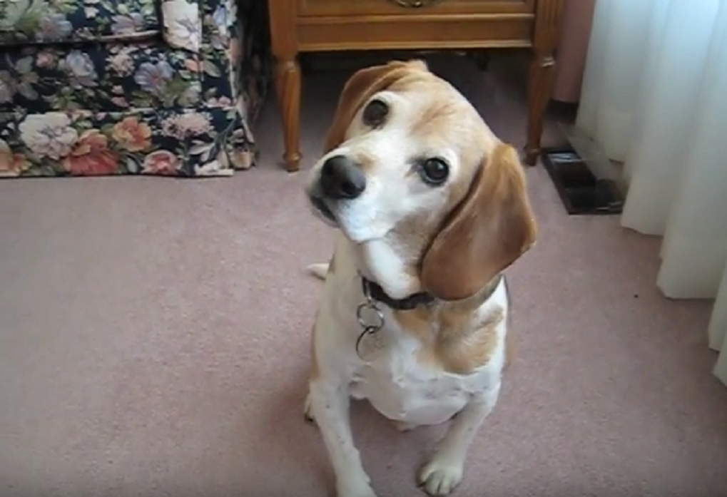 There Is Nothing Cuter Than This Beagle Doing A Head Tilt!