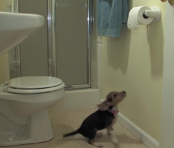 Adorable Beagle Puppy Fascinated By Toilet Paper!