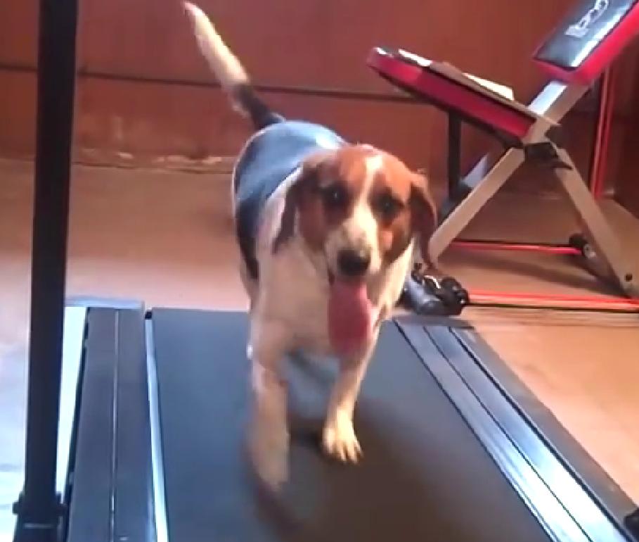 This Beagle Video Should Be Used As Motivation From People Who Are Trying To Lose Weight!