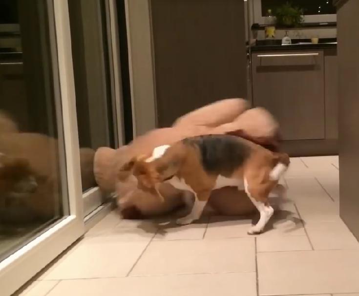 This Adorable Beagle Is Having The Time Of His Life With His Giant Stuffed Toy!