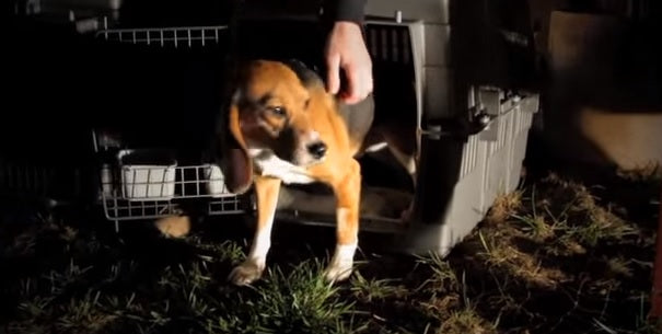 11 Rescued Beagles Are Loved For The First Time, And You’ll Love Their ...