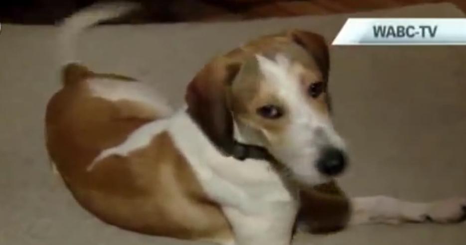 Video: This Brave Beagle Survived Gas Chamber And Now He Lives A Happy Life!