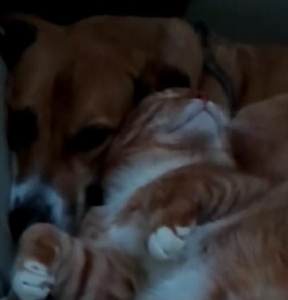 Cat Lovingly Hugs This Beagle While Napping!