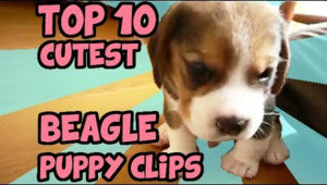 These Top 10 Cutest Beagle Puppy Videos Will Melt Your Heart!