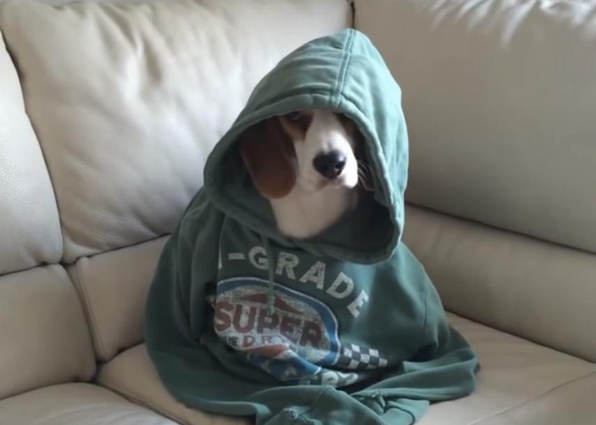 Hilarious Beagle Shaming Video That Will Make Your Day!