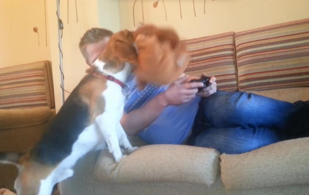 This Beagle Has Figured Out How To Get His Human’s Attention, And It Works EVERY Time!