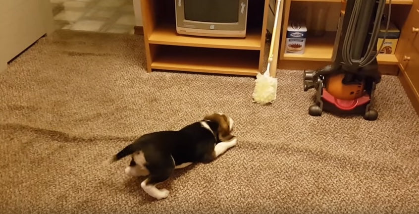 Molly The Beagle Versus The Swiffer Duster!