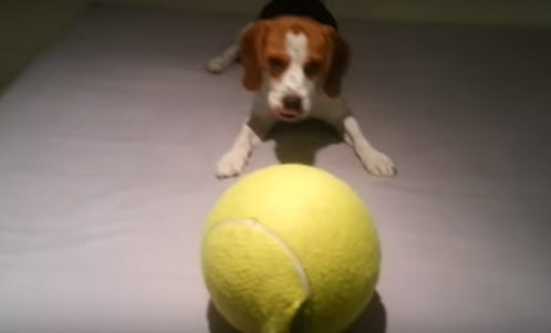 This Beagle Is Having The Time Of His Life, Playing With A Huge Tennis Ball!