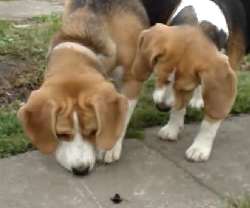 Watch These Two Silly Beagles Howling At A Bumble Bee!