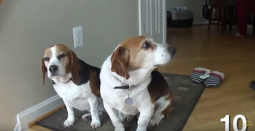 Top 10 Funniest Beagle Videos! – A Dog's Love