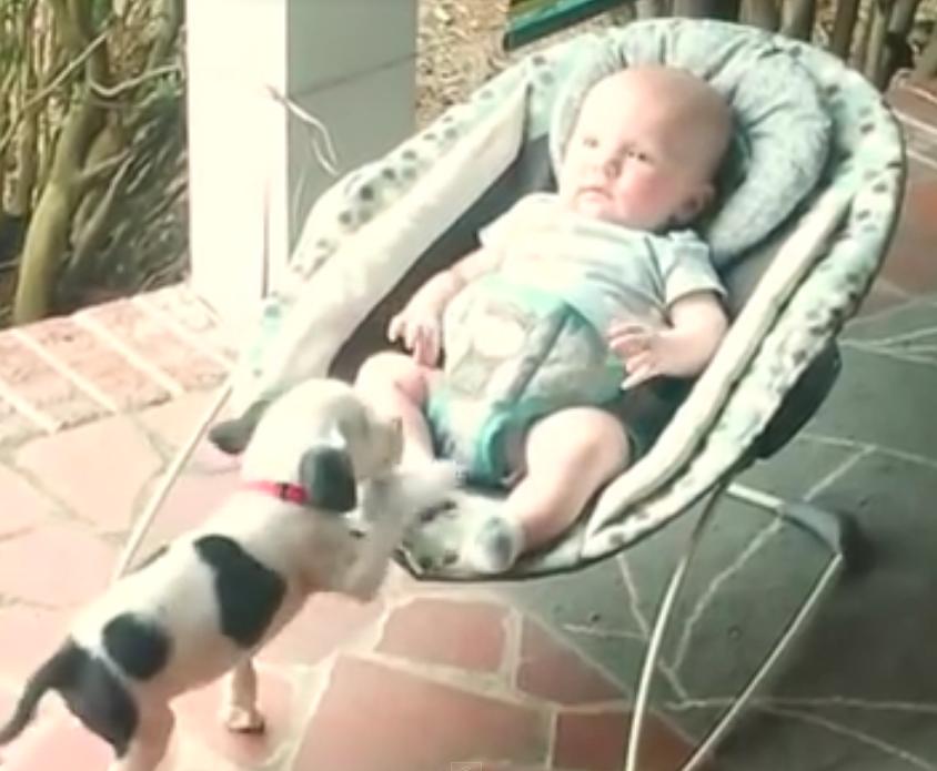 This Tiny Beagle Puppy Cuddling Up To A Newborn Baby Is The Cutest!