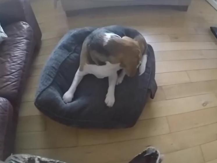 This Beagle Doesn’t Refuses To Admit To What He Did!