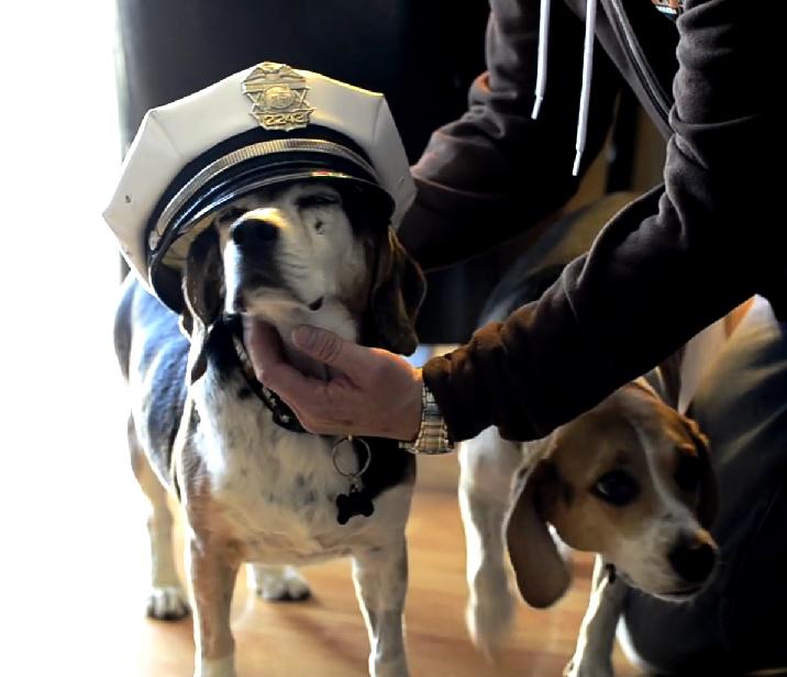 A Touching Story Of How This Bad Luck Beagle Has Been Through Hell!