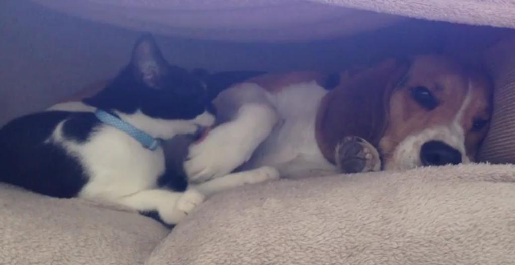 Beagle Puppy Loves Cuddling With His Cat Friend!