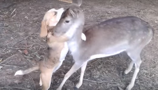Sweet Beagle Makes Friends With A DEER!
