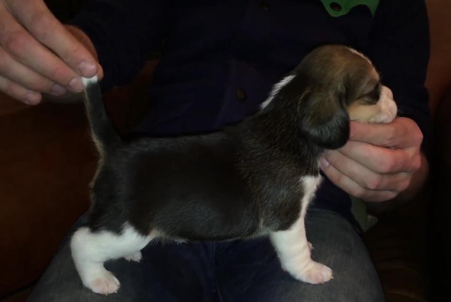 Cuteness Overload! 3 Week Old Beagle Puppies Are Just Awesome! Why Can't They Stay Like This Longer??