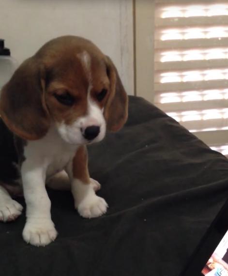 Gorgeous Little Beagle Puppy Is Confused By The Sound Coming From The Laptop!