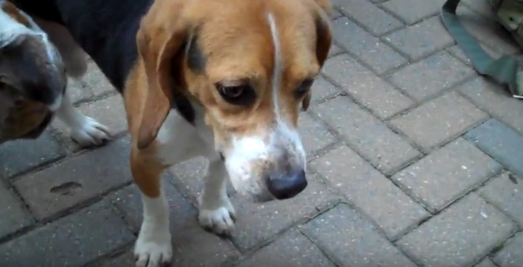 This Beagle Is Finally Free From His Life Sentence In The Lab!