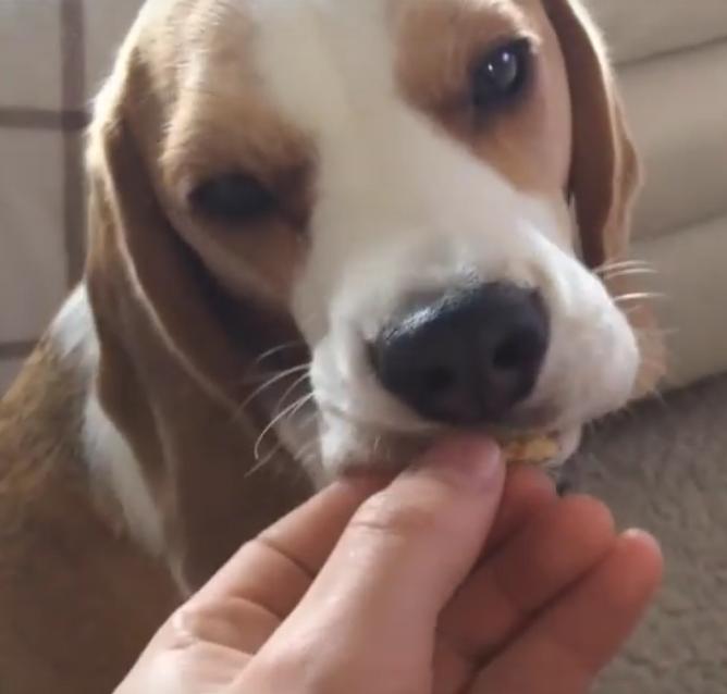 Louie The Beagle And His Funniest Vines Compilation!