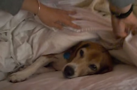 This Silly Beagle Loves To Get Deep Under The Covers!