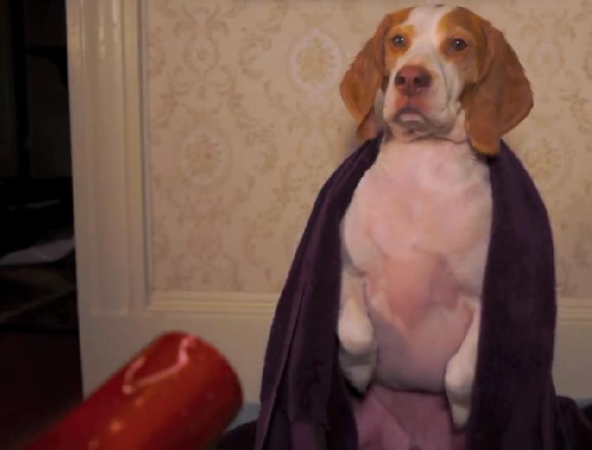 This Is Just Hilarious! Beagle Is Addicted to Being Blow-Dried with His Human’s Hair Dryer!