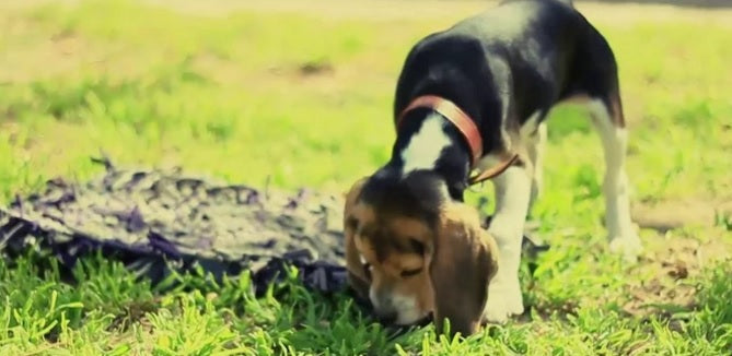 Meet Bubba - The Super Adorable Beagle Puppy!