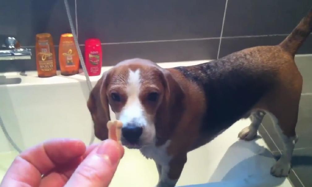 The Owner Of This Beagle Has The Most Genius Method To Stop Dogs From Avoiding Bath Time!