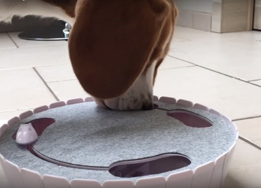 Two Beagles Don’t Quite Know What To Think Of These Cat Toys!