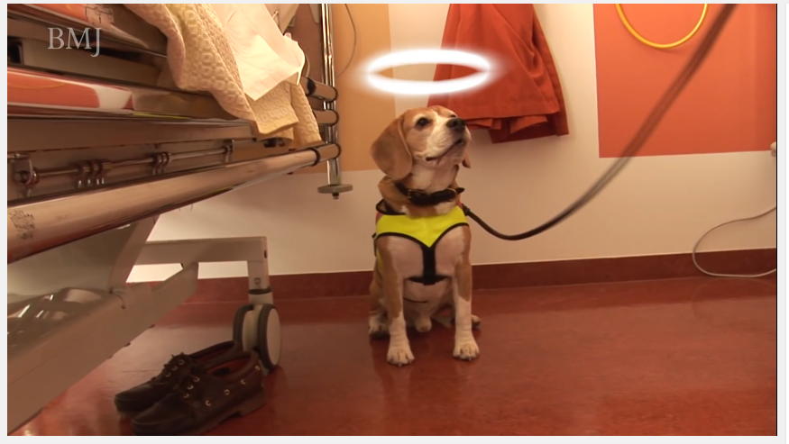 This Beagle Is Saving Lives With His Remarkable Talent!