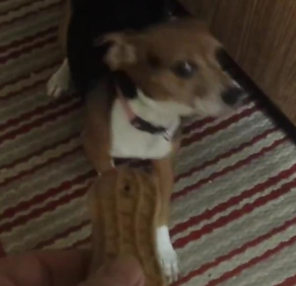 Watch How This Beagle Puppy Goes Crazy For A Treat!