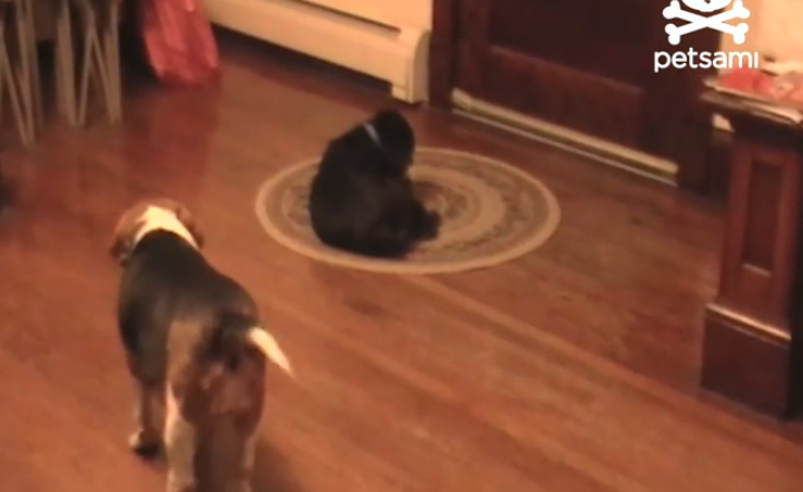 This Beagle Is The Smartest Dog Ever, And The Reason Why Is Totally Hilarious!