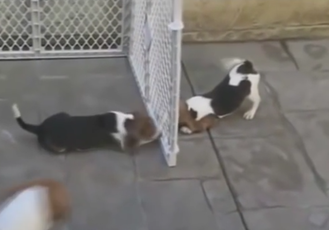 This Hilarious Beagle Compilation Is A Must Watch For Ever Beagle Fan!