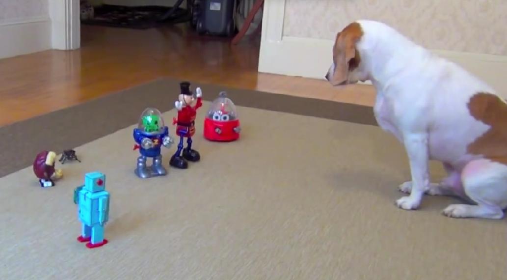 Watch How This Adorable Beagle Is Reacting To Army Of Robots!