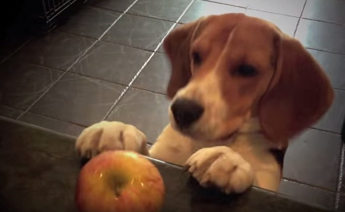 Funny Video: Beagle Vs Fruit!