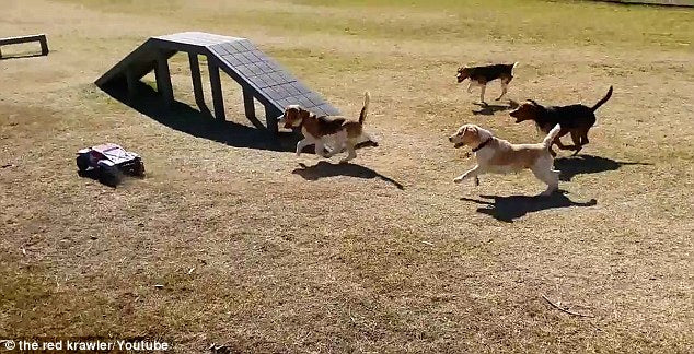 Watch These Gorgeous Beagles Chasing a Remote Control Car Around a Park In Hilarious Video!