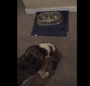 We Know That Cats Are Scared Of Cucumbers, But How Do Beagles React?