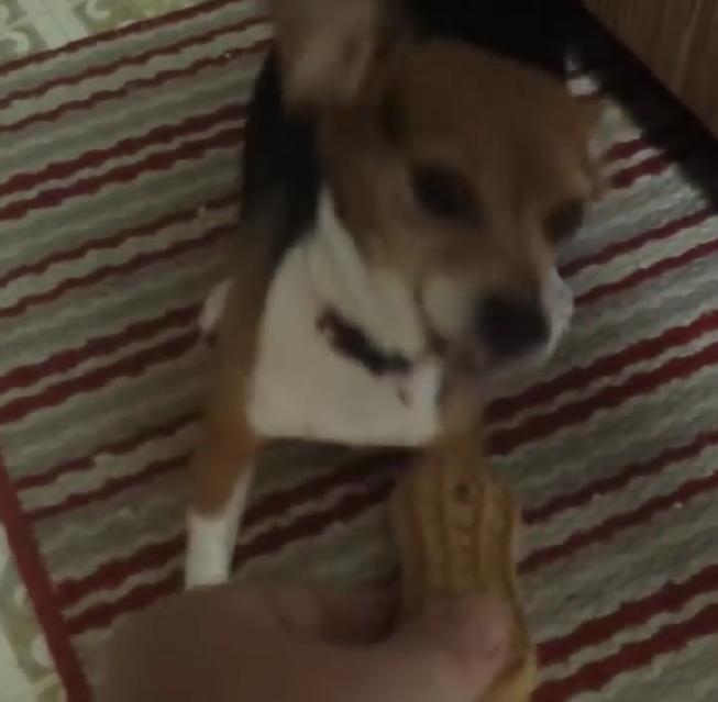 This Gorgeous Beagle Is Going Crazy For Her Treat!