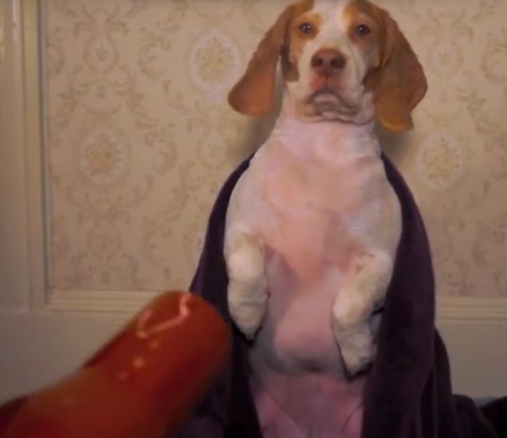 Maymo The Lemon Beagle Is Addicted To The Blow Dryer!