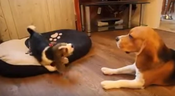 This Beagle Pup Is Having The Cutest Argument With His Mom!