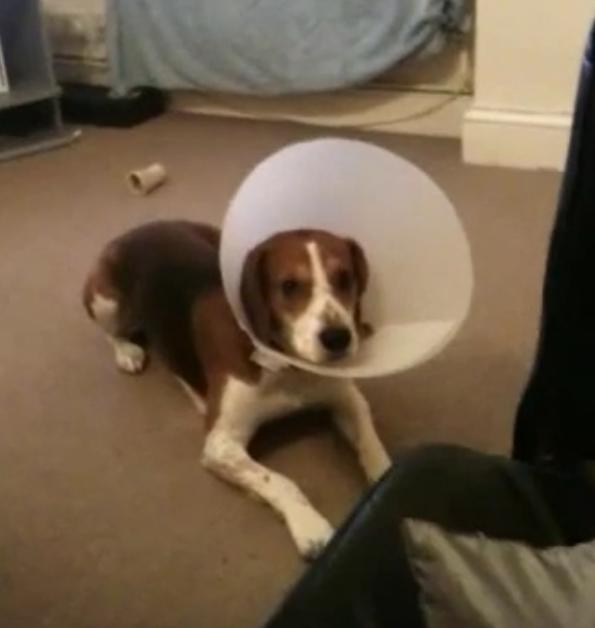 Baxter The Beagle Hates The Cone On His Head!