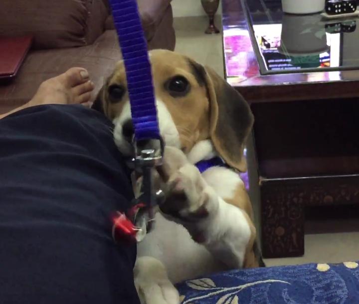 Moglee The Adorable Beagle Is Trying To Catch The Bell!