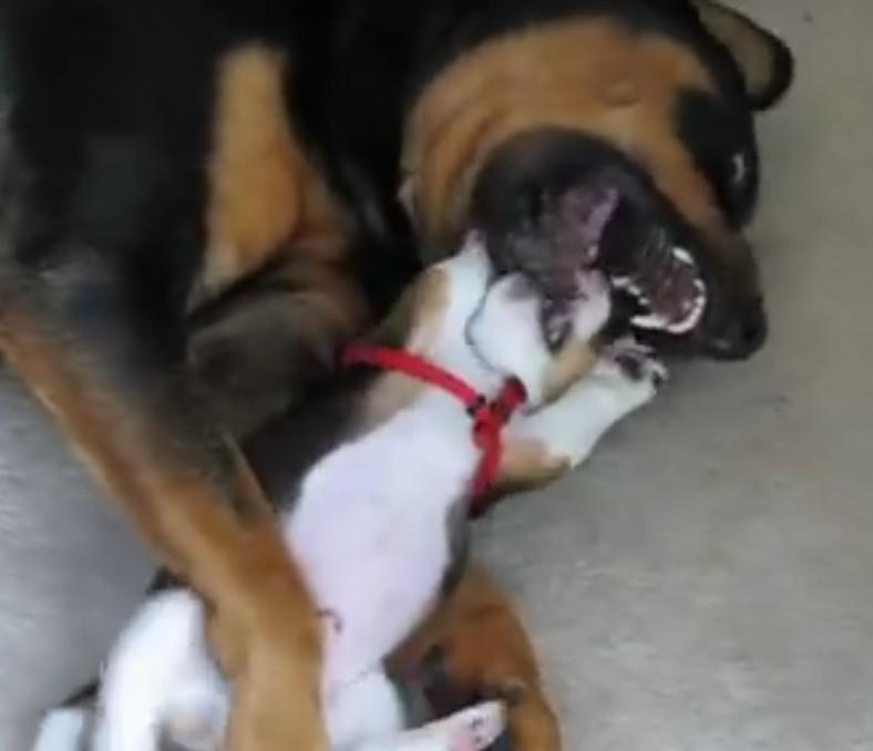 Video: Beagle Pup Goes After A Giant Rottweiler – But It Doesn’t End Up How You Think!