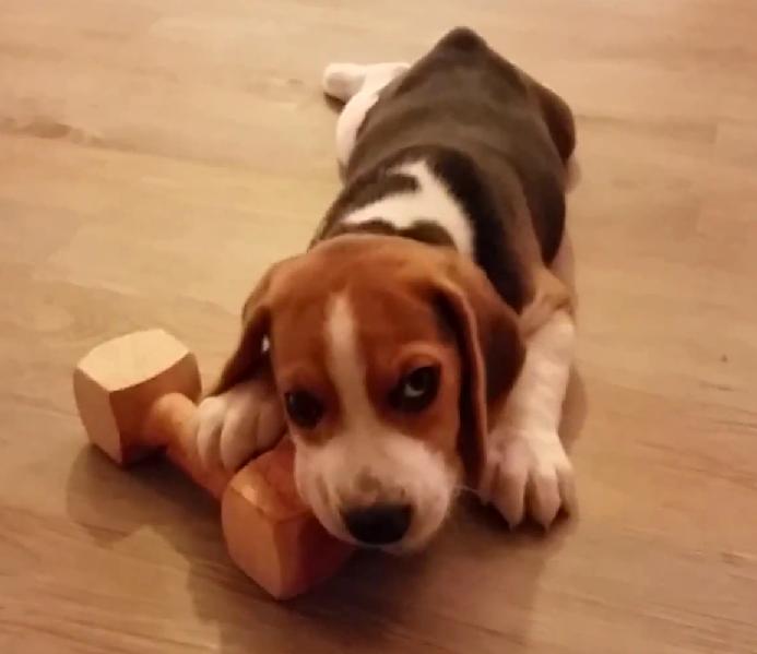 This Beagle Puppy Playing With Wooden Bone Is So Awww!