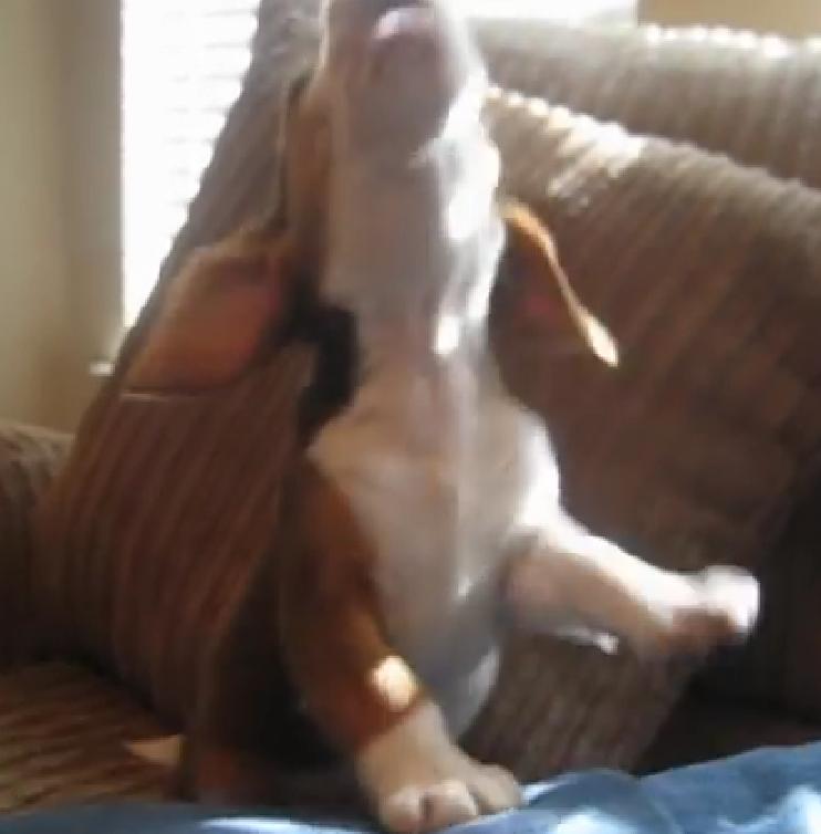 This Beagle Puppy Howls When His Human Asks Him A Question!