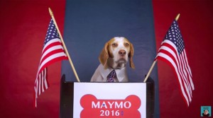 Maymo The Beagle Runs For President!