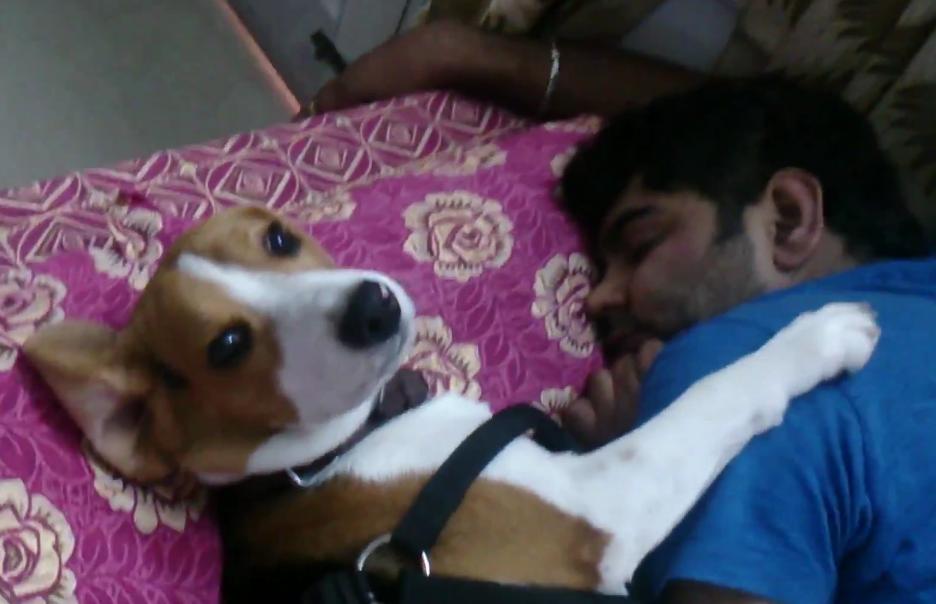 Cute Beagle Dog Is Waking Up His Person!