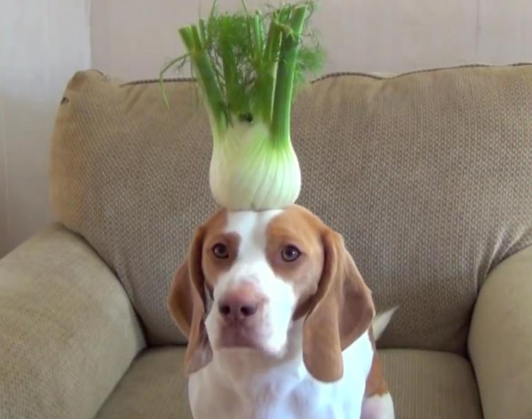 Maymo The Beagle And The Fruits & Vegetables On His Head Will Make Your Day!