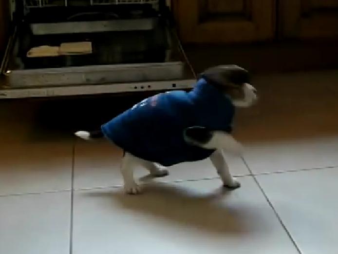 This Break-Dancing Beagle Puppy Will Make Your Day!