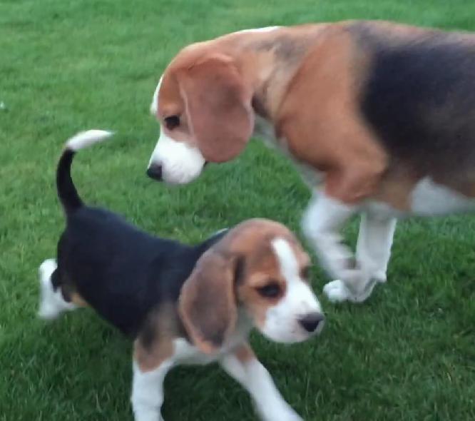 Adorable Beagle Meets His Baby Sister For The First Time!