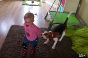 Charlie The Beagle Plays Tug-Of-War With Little Girl!